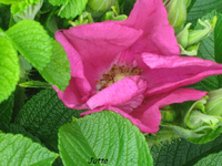 IMG_1846.webp