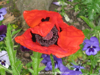 IMG_1858.webp