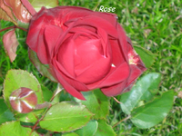IMG_1869.webp