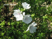 IMG_1867.webp