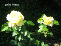 IMG_1866.webp