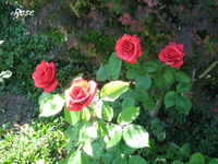 IMG_1865.webp