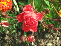 IMG_1877.webp