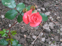 IMG_1886.webp