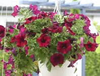 Hängepetunie1_klein.webp