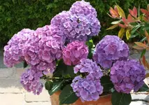 lila Hortensie1_klein.webp