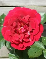 Naheglut2_klein.webp