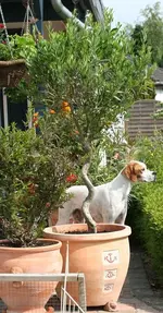 Olivenbaum1_klein.webp