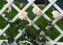 Penny Lane1_klein.webp