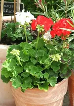 rot-weiße Geranie1_klein.webp