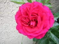 DSCN0930.webp