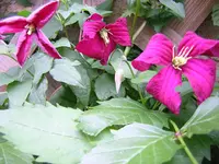 DSCN0941.webp