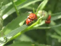 garten 09 006.webp