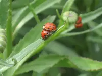 garten 09 009.webp