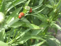 garten 09 007.webp