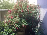 17062009045.webp
