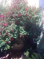 17062009047.webp