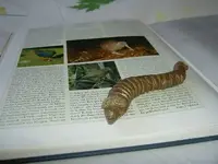 Buecherwurm.webp