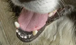 Hundeschnauze.webp