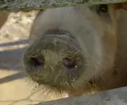 Schweineschnauze.webp