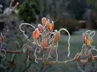 Winter 2009 443.webp