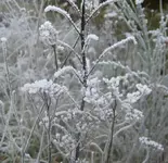 Winter 2009 466.webp