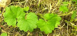 IMAGE0002-a.webp