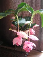 DSCN0957.webp