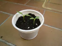 CIMG0800.webp