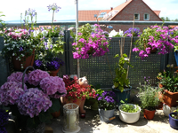 P1120476.webp