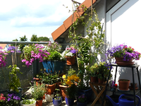 P1120485.webp