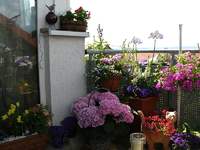 P1120477.webp