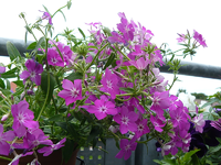 P1110827.webp