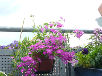 P1120006.webp