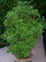 100_1748.webp
