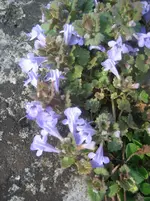 20090413_8016.webp