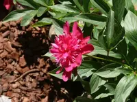 P1060833_600_450.webp
