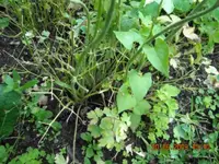 DSCN0917.webp
