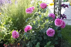 ganze Rose 2.webp
