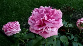 Rose im Verblühen1.jpg