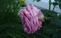 Rose im Verblühen2.jpg