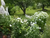 Garten Juli 001.webp