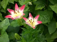 Garten Juli 002.webp