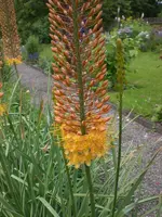 Garten Juli 003.webp