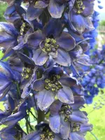 Garten Juli 004.webp