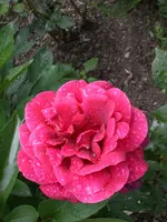 Garten Juli 009.webp