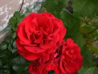 Garten Juli 011.webp