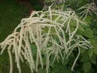 Garten Juli 012.webp