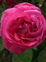 Garten Juli 013.webp