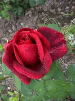 Garten Juli 014.webp